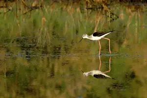 Stilts: Black-winged Stilt