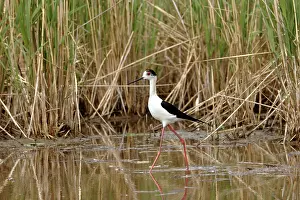 Stilts: Black-winged Stilt
