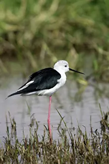 Stilts: Black-winged Stilt