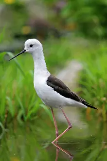 Stilts: Black-winged Stilt