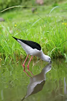 Stilts: Black-winged Stilt