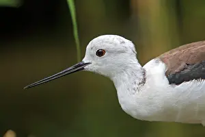 Stilts: Black-winged Stilt
