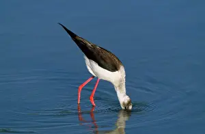 Stilts: Black-winged Stilt