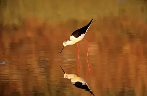 Stilts: Black-winged Stilt