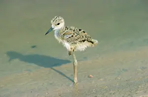 Stilts: BLACK-WINGED STILT