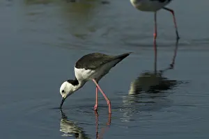 Stilts: Black-winged Stilt
