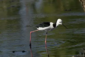 Stilts: Black-winged Stilt