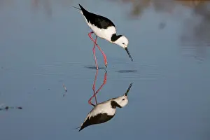 Stilts: Black-winged Stilt