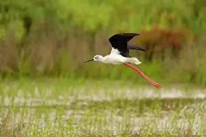 Increasing: Black-winged Stilt
