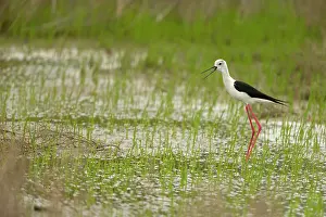 Increasing: Black-winged Stilt