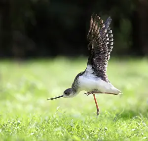 Himantopus: Black-winged Stilt