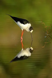 Riverine: Black-winged Stilt