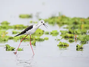 Himantopus: Black-winged Stilt
