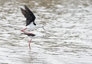 Propagation: Black-winged Stilt