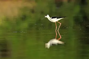 Riverine: Black-winged Stilt