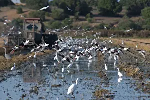 Hundreds: Black-winged Stilt