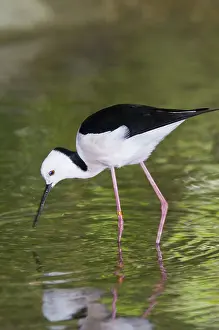 Himantopus: Black-winged stilt