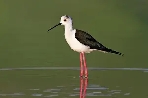 Himantopus: Black-winged Stilt