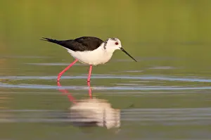 Himantopus: Black-winged Stilt