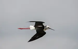 Jawbone: Black-winged Stilt