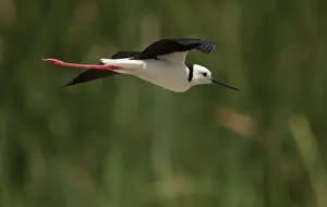 Jawbone: Black-winged Stilt