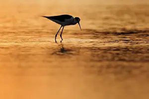 Himantopus: Black-winged Stilt