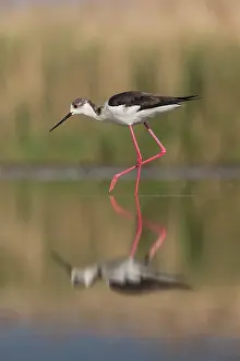 Himantopus: Black-winged Stilt