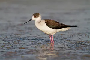 Himantopus: Black-winged Stilt