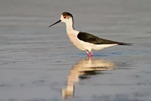 Himantopus: Black-winged Stilt