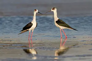 Himantopus: Black-winged Stilt