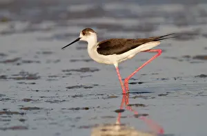 Himantopus: Black-winged Stilt