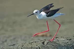 Himantopus: Black-winged Stilt