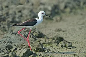 Himantopus: Black-winged Stilt