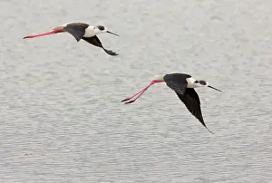 Himantopus: Black-winged Stilt