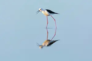 Himantopus: Black-winged Stilt