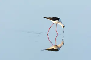 Himantopus: Black-winged Stilt