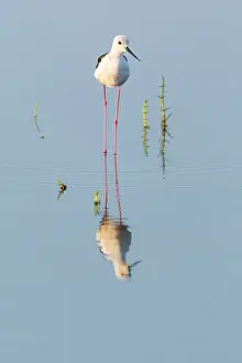 Himantopus: Black-winged Stilt