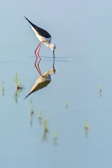 Himantopus: Black-winged Stilt