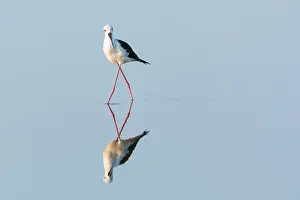 Avocet: Black-winged Stilt