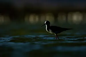 Himantopus: Black-winged Stilt