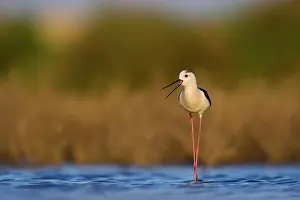 Himantopus: Black-winged Stilt