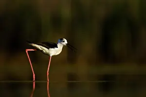Himantopus: Black-winged Stilt