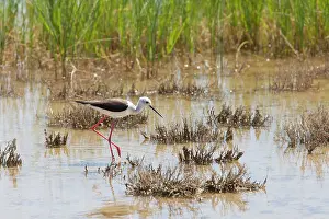 Stilts: Black winged Stilt - adult feeding in marsh