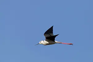 Stilts: Black winged Stilt - adult in flight