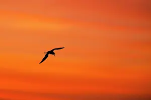 Stilts: Black winged Stilt - adult in flight silhouetted