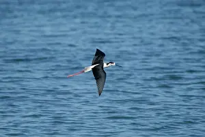 Stilts: Black-winged Stilt - Adult male in flight
