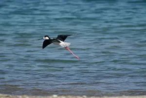 Stilts: Black-winged Stilt - Adult male in flight