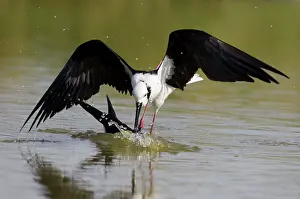 Stilts: Black-winged Stilt attacking another stilt underwater