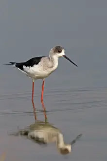 Stilt: Black-winged Stilt / Common Stilt / Pied Stilt -