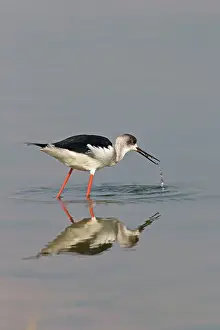 Stilt: Black-winged Stilt / Common Stilt / Pied Stilt -